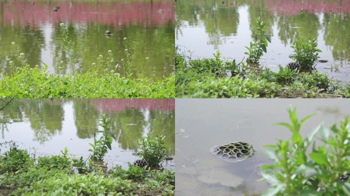 【原创】春水残荷、古风诗画美景