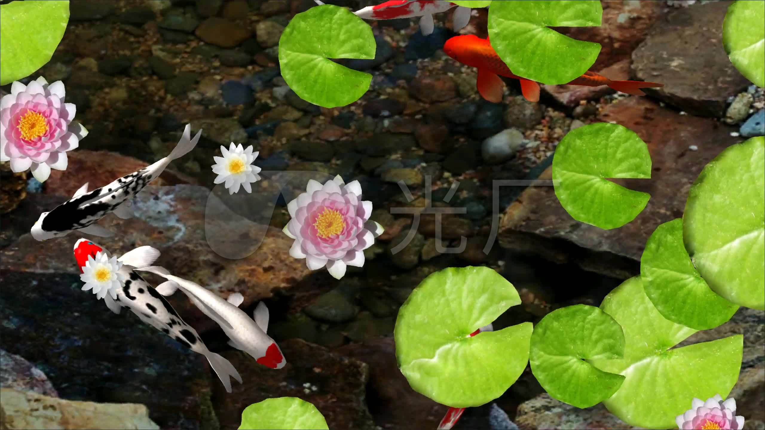 2k版锦鲤池塘_2560x1440_高清视频素材下载(编号:4570821)_舞台背景