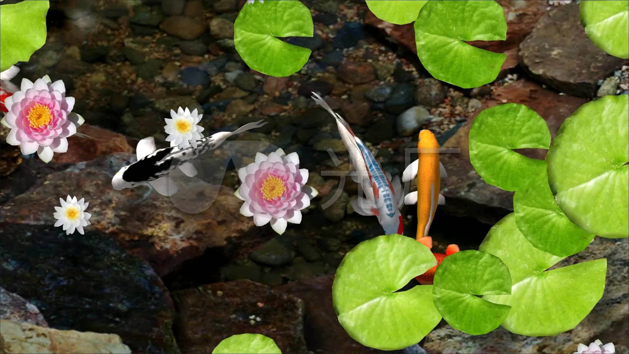 2k版锦鲤池塘_2560x1440_高清视频素材下载(编号:4570821)_舞台背景