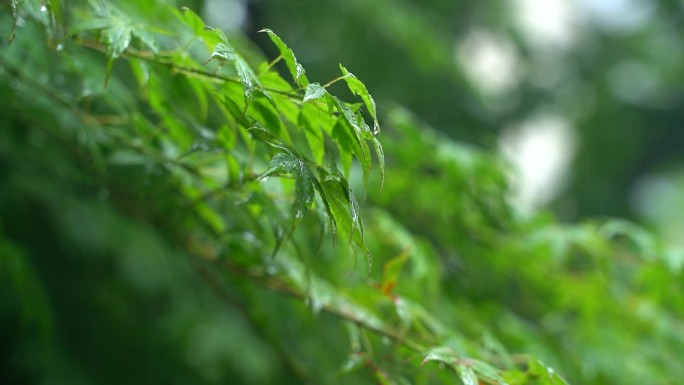 下雨水滴树叶