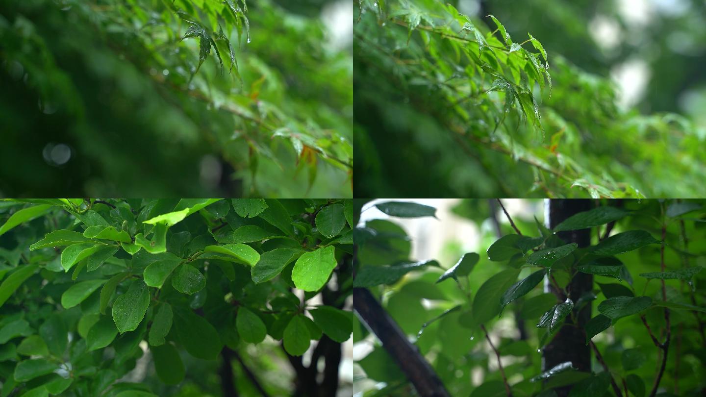 下雨水滴树叶