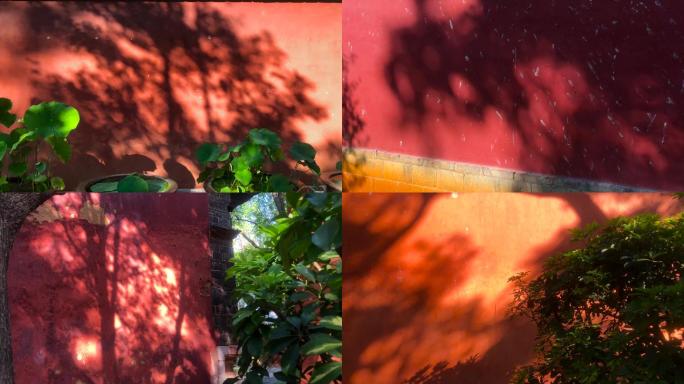 红墙与斑驳树影