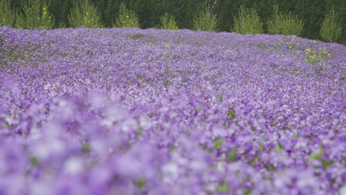 【原创】漫山遍野鲜花开二月兰