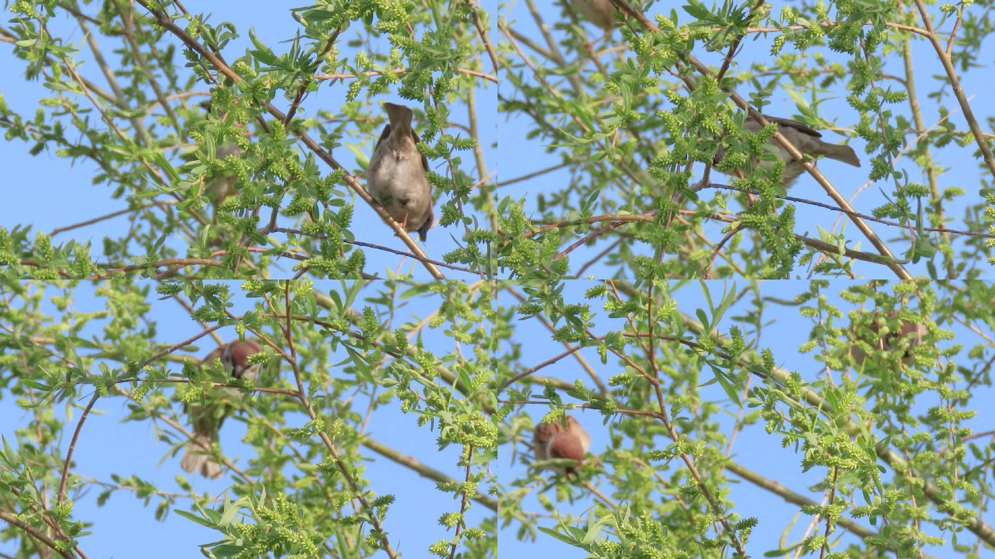 柳树上捉虫的小麻雀