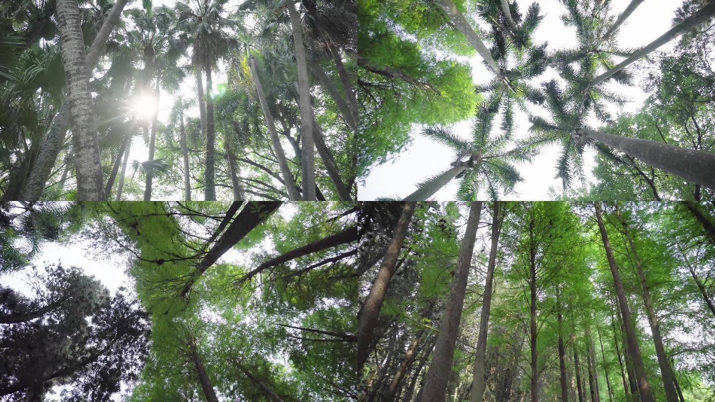 4K实拍树林空镜素材
