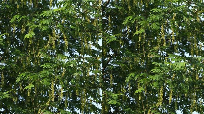 枫杨树花絮随风摆动