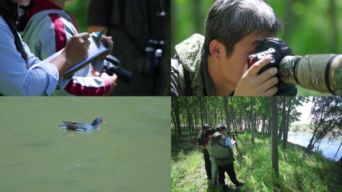 观测鸟类
