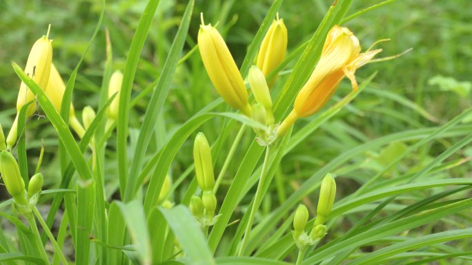 【4K】忘忧草、黄百合、黄花菜