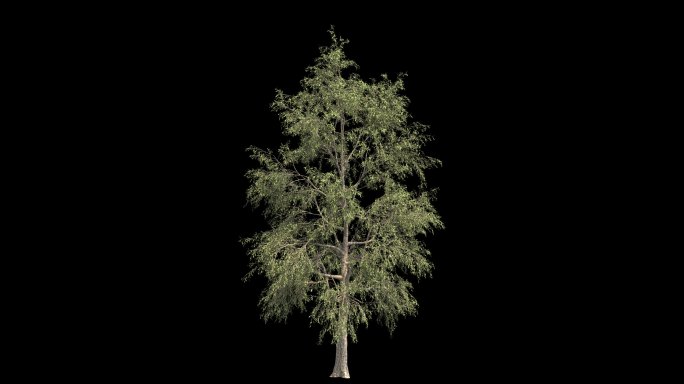 原创桦树生长13-透明通道