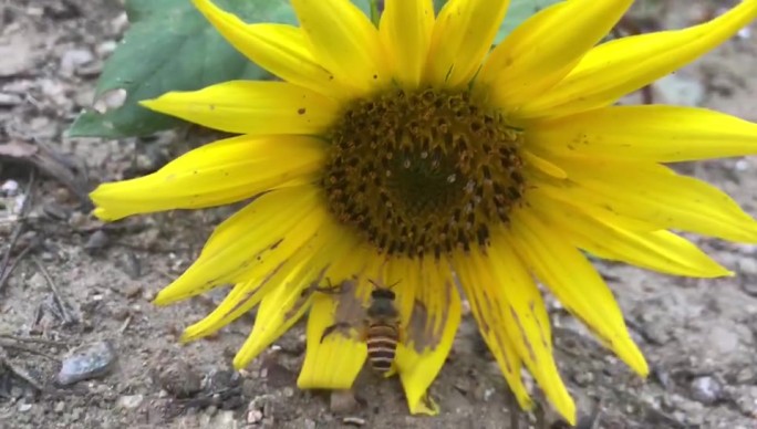 泥土下的向日葵小蜜蜂采蜜