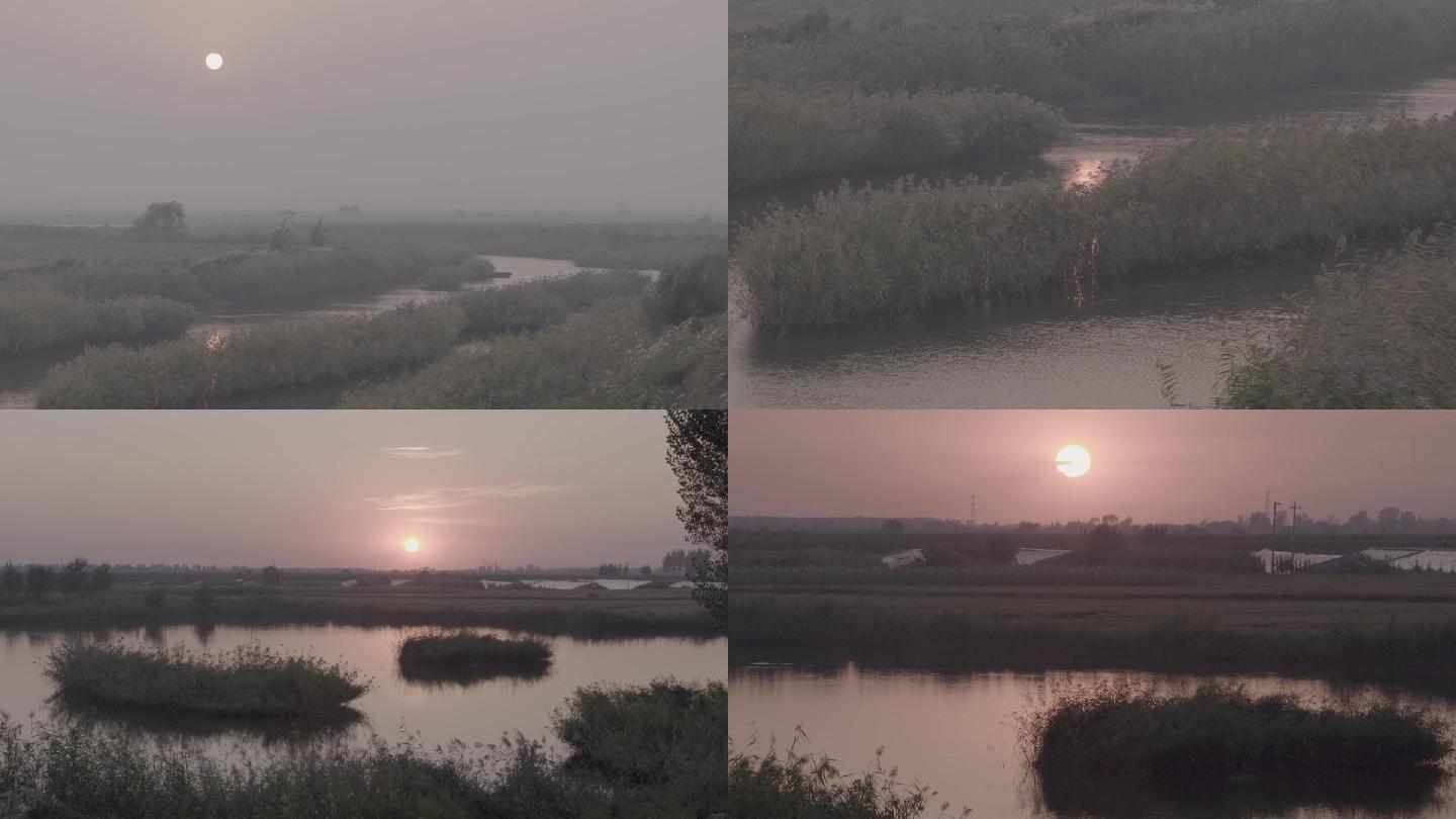 春季大风天气下的河边芦苇夕阳日落LOG