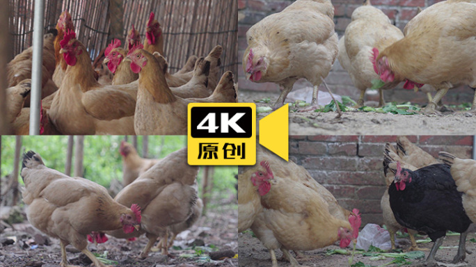 4K-鸡-实拍视频