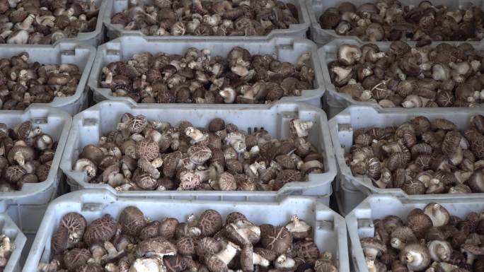 大棚香菇种植收获