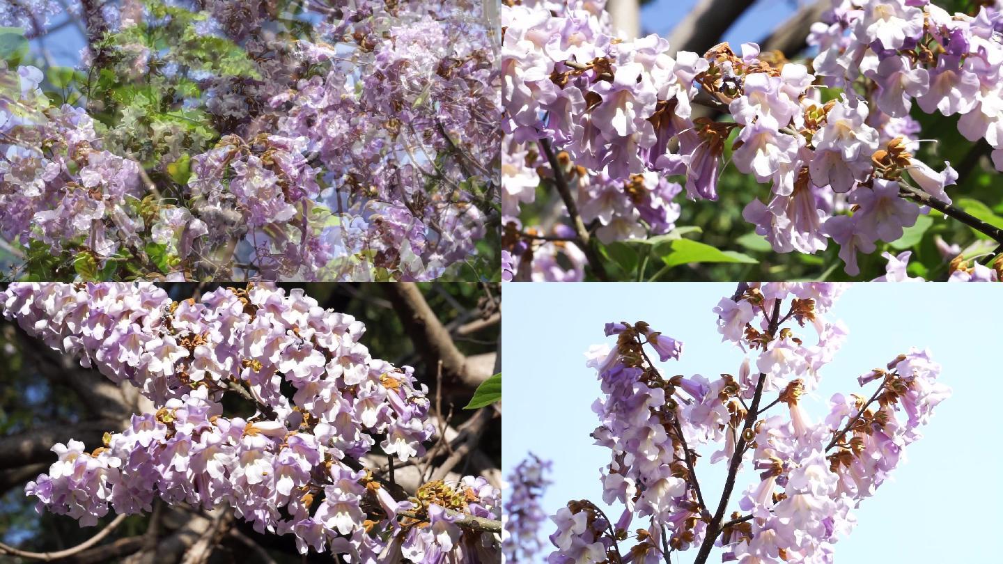 盛开的梧桐花 19x1080 高清视频素材下载 编号 实拍视频 Vj师网www Vjshi Com 盛开的梧桐花 19x1080 高清视频素材下载 编号 实拍视频 Vj师网www Vjshi Com