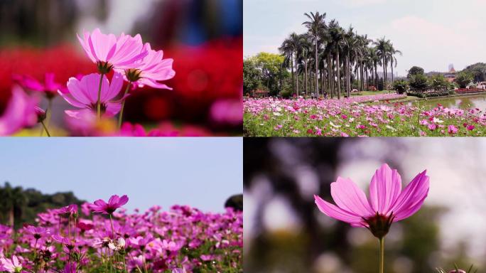 蓝天白云波斯菊花海