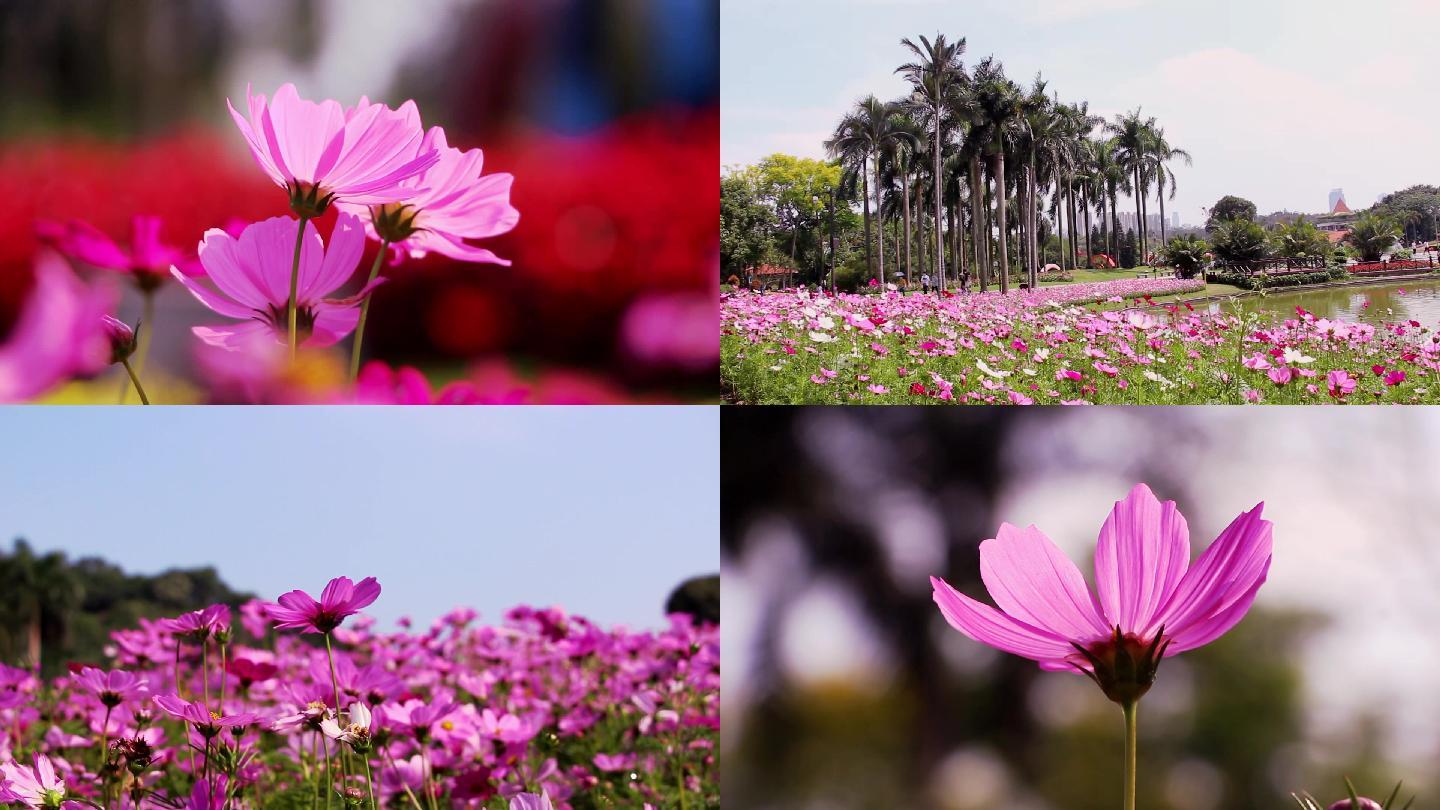 蓝天白云波斯菊花海