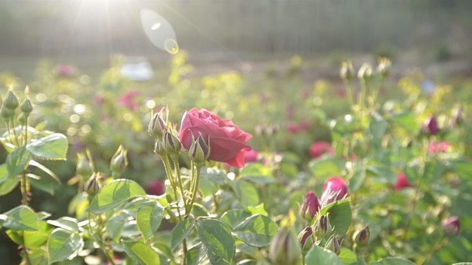 安宁八街玫瑰花田玫瑰花美女少数民