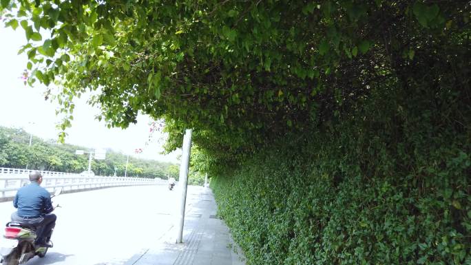 南宁城市街道路边绿化墙