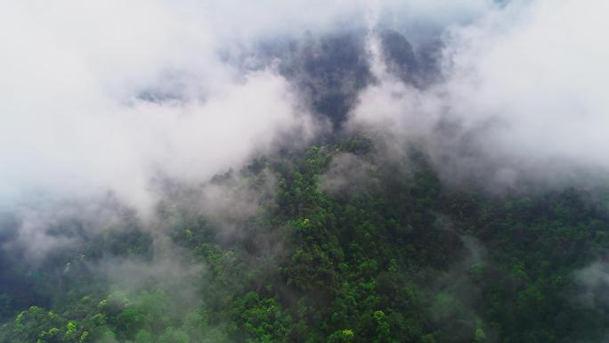 【4K视频】三清山云雾缭绕森林云海风光