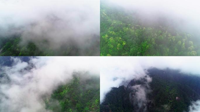 【4K视频】三清山云雾缭绕森林云海风光