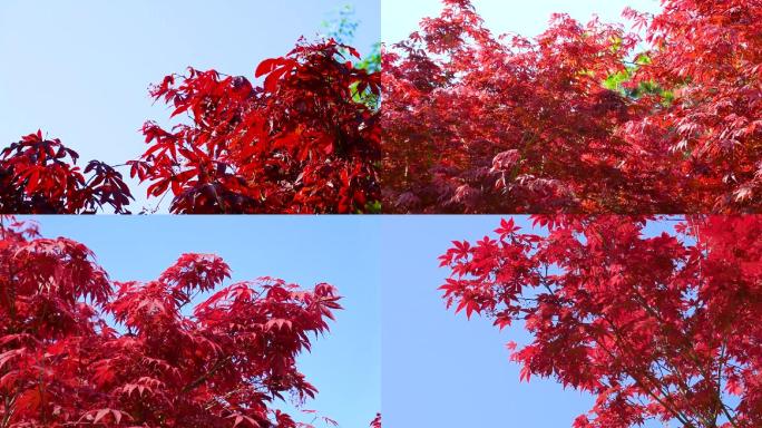 春天、火红的枫叶、红枫叶树01