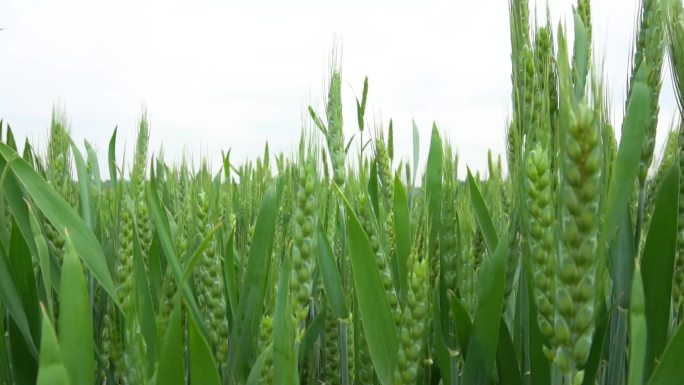 农业绿色小麦田扬花期
