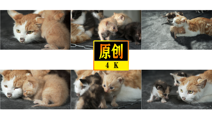 4K猫咪，小猫咪，猫妈妈带孩子