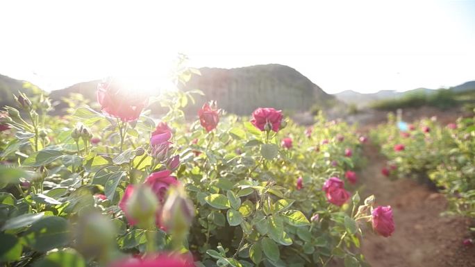 安宁八街玫瑰花田玫瑰花美女少数民