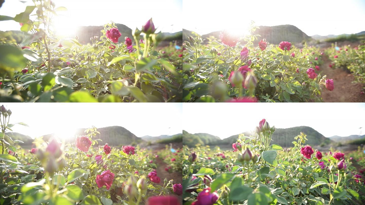 自家种植不苦涩的云南滇红食用玫瑰花做玫瑰酱最完美啦 - 知乎