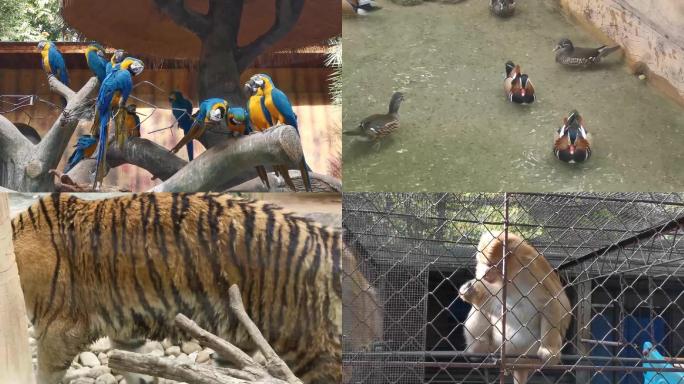 动物园动物视频
