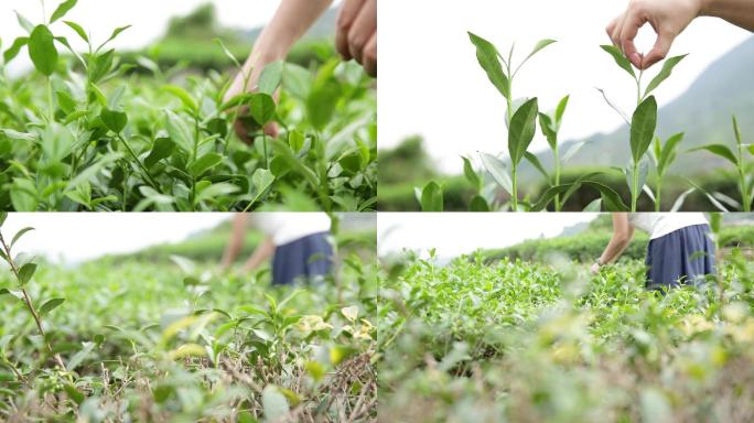 茶山中采摘茶叶