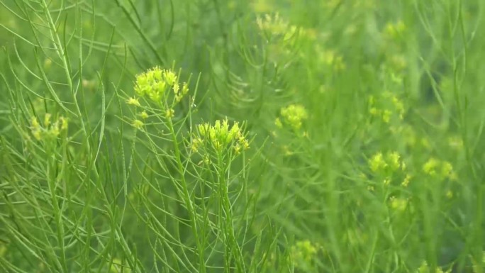 播娘蒿杂草路边的野草