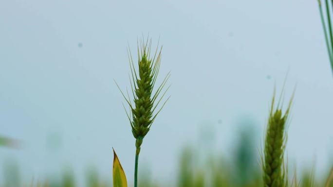 五月小麦麦子穗