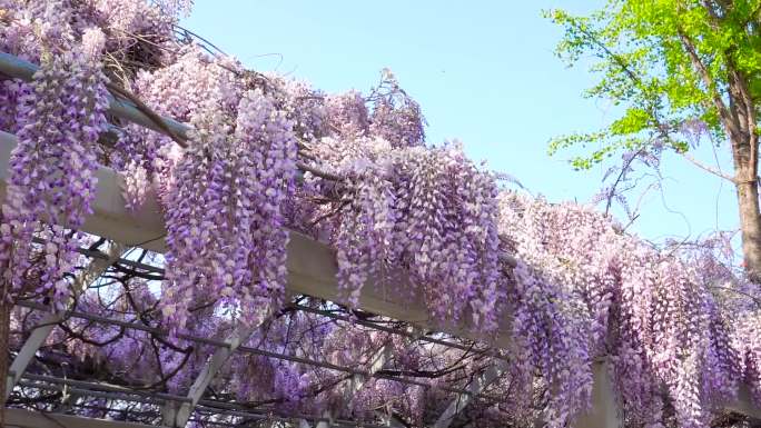 紫藤、紫藤花、紫藤花盛开02