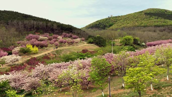 原创拍摄旅顺203高地樱花园战争遗迹