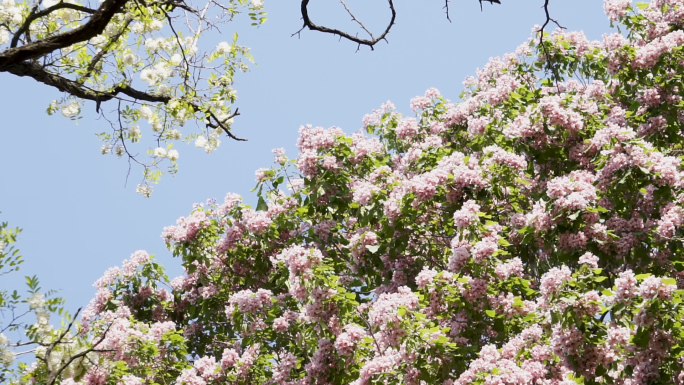 春天开满花的楸树