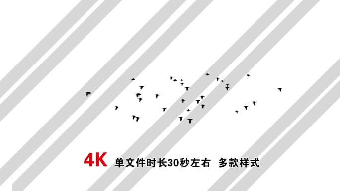 原创飞鸟4K透明序列8组
