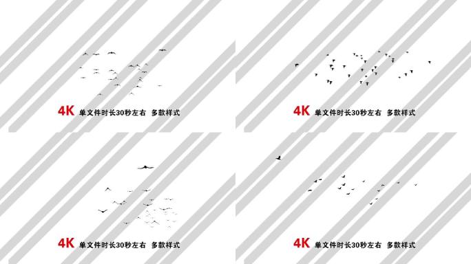 原创飞鸟4K透明序列8组