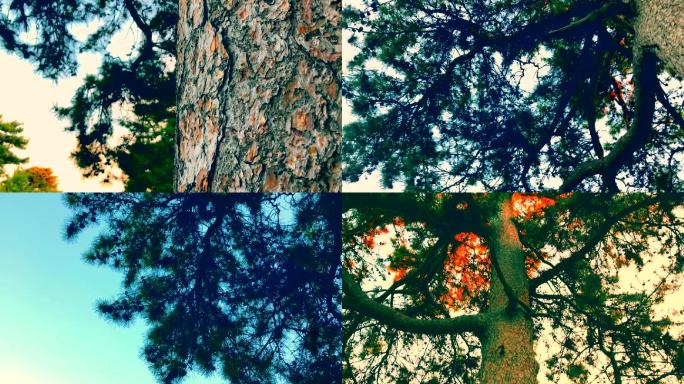 松树、油松、百年松树、参天大树