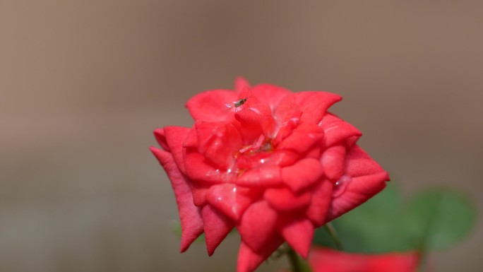 4K原创玫瑰花上的蚜虫起飞
