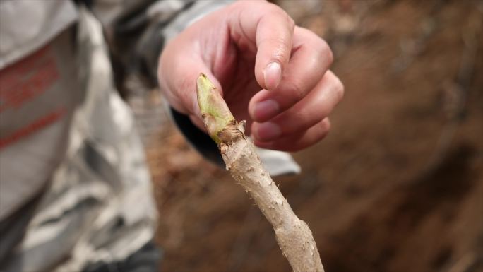 东北山野菜采摘，售卖