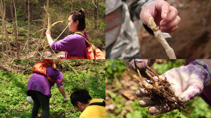 东北山野菜采摘，售卖