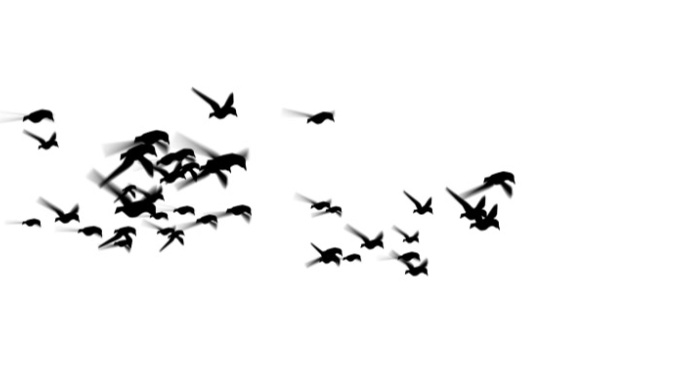 几组鸟群飞过剪影素材带通道