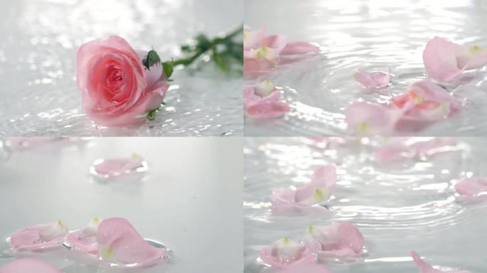 玫瑰花，花瓣落入水中慢镜头可商用