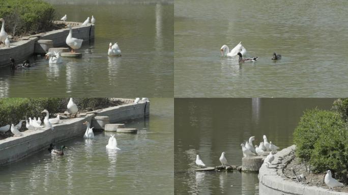 湖水白鹅鸽子戏水池塘公园河水
