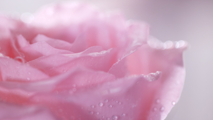 实拍娇嫩欲滴的粉色玫瑰花4K可商用