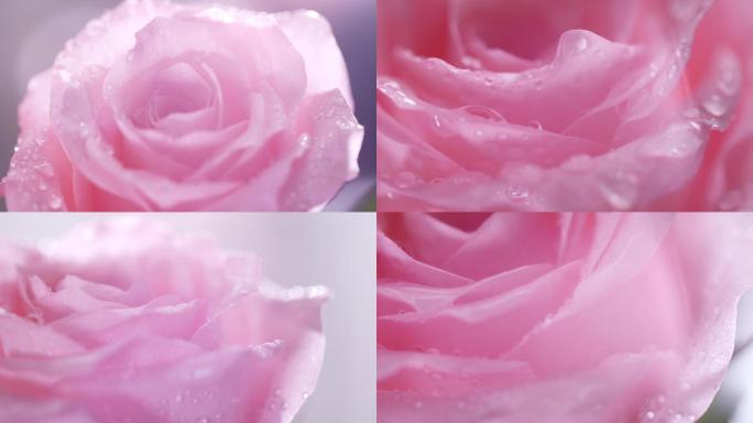 实拍娇嫩欲滴的粉色玫瑰花4K可商用