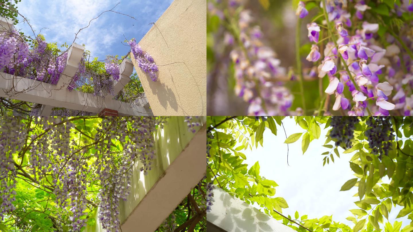 【4k原创】盛开的紫藤萝