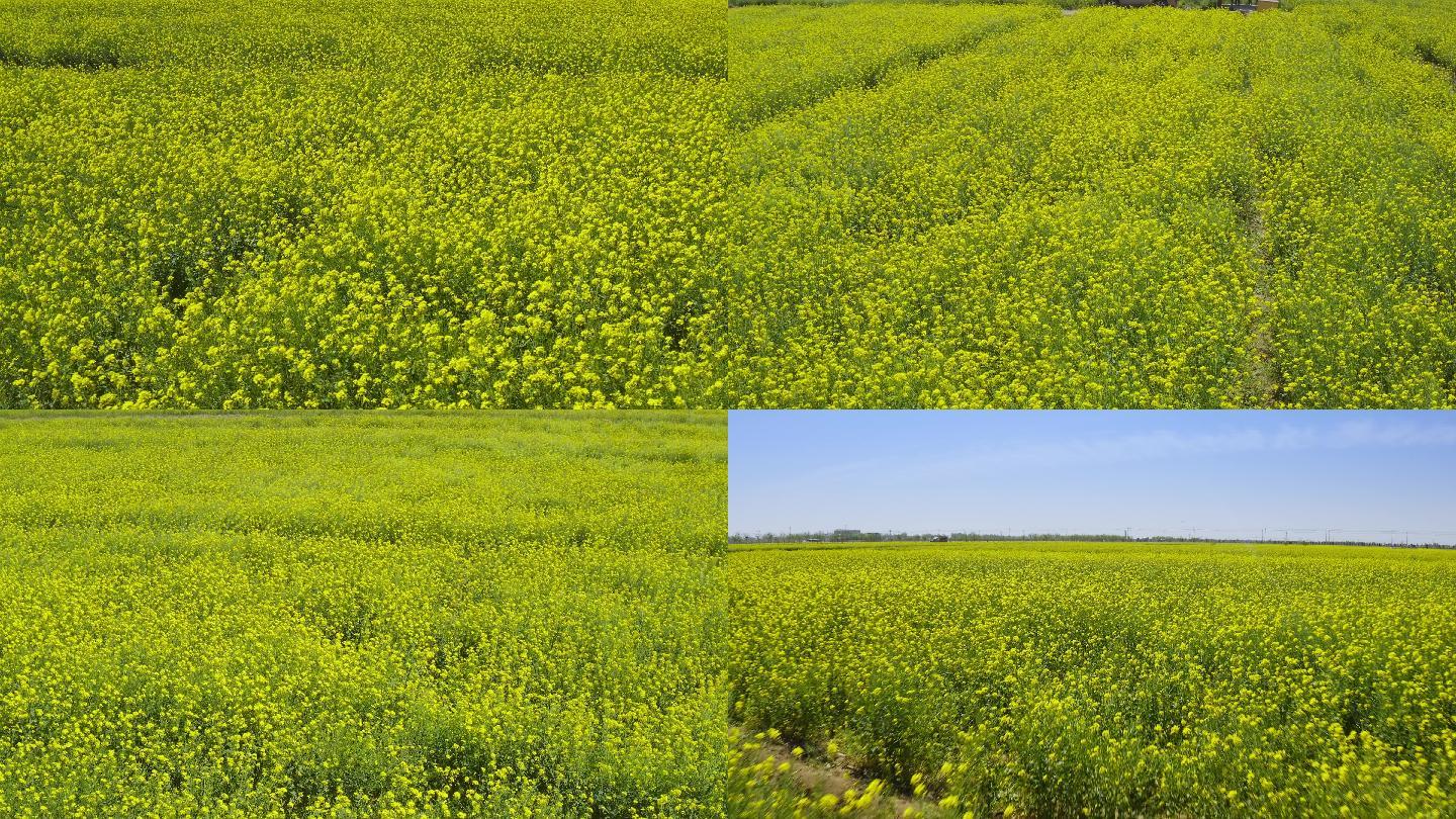 【原创】航拍油菜花种植