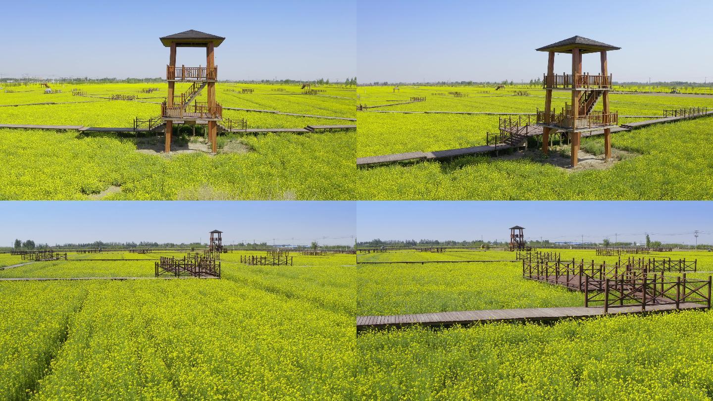 【原创】油菜花田航拍